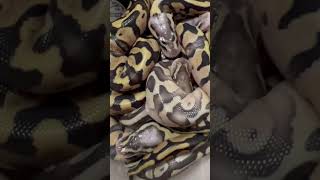 ボールパイソン　ファーストシェット前 #ballpython