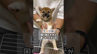 困り顔の子犬が家にやってきた日 #Shorts