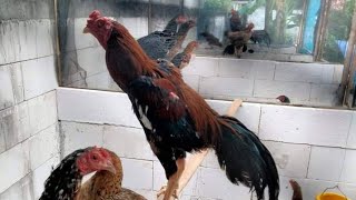 Ternak ayam kampung rumahan