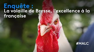 Enquête : la volaille de Bresse, l'excellence à la française