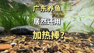 广东地区养鱼也要用加热棒的吗？