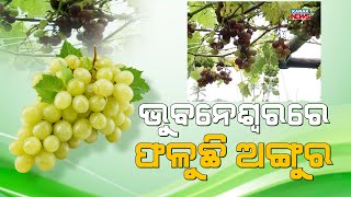 A Farmer's Experiment With Grapes In Bhubaneswar Meets Success