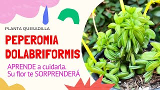 PEPEROMIA DOLABRIFORMIS COMO CUIDAR PLANTA QUESADILLA SUCULENTA