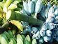 BLUE BANANAS! People from all over the world are traveling to Arizona for a tree - APPETITE AZ