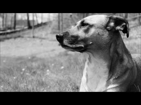 Dogs Youtube