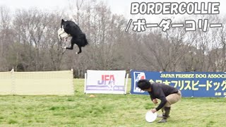 家庭犬のボーダーコリーもここまでできる（ただし上手に教えれば）　　　　　　ボーダーコリー　BORDERCOLLIE　フリスビードック　ディスクドック　フリスビー大会　ボーダーコリーの性能