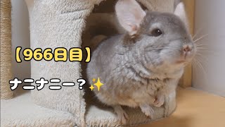 【966日目】ナニナニー✨【孤独な飼い主のペットとの生活】