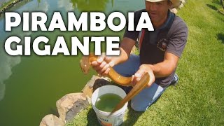 SOLTEI UMA PIRAMBOIA GIGANTE NO LAGO - cortes saalada