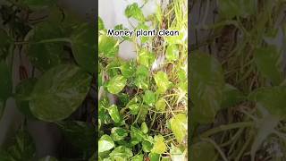 మనీ ప్లాంట్ ని శుభ్రం #moneyplantvlogs  చేసుకోండి#moneyplantclean #shortviral#