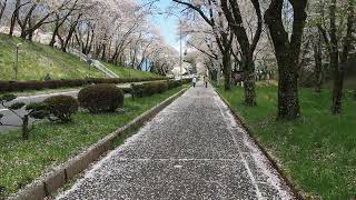 茅野市運動公園の桜 2022年4月16日（土）