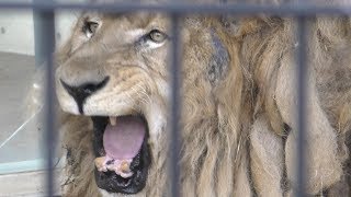 【京都市動物園】ライオン、年老いても百獣の王　Lion, the king of beasts even when old