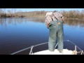 entire school of shad with one casting net