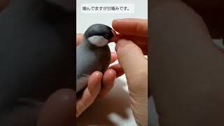 【ベタ慣れ文鳥】雛換羽完了した文鳥。#bird #javasparrow