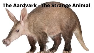 The Aardvark -  The Strange Animal