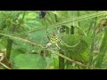 the world of spiders 3 wasp spider wespenspinne argiope bruennichi