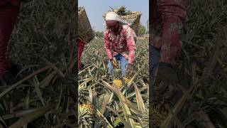 Harvesting the Most Delicious Pineapples in the World !! #shorts  #pineapple