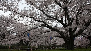 Tatebayashi Hanami (cherry blossom viewing) Festival