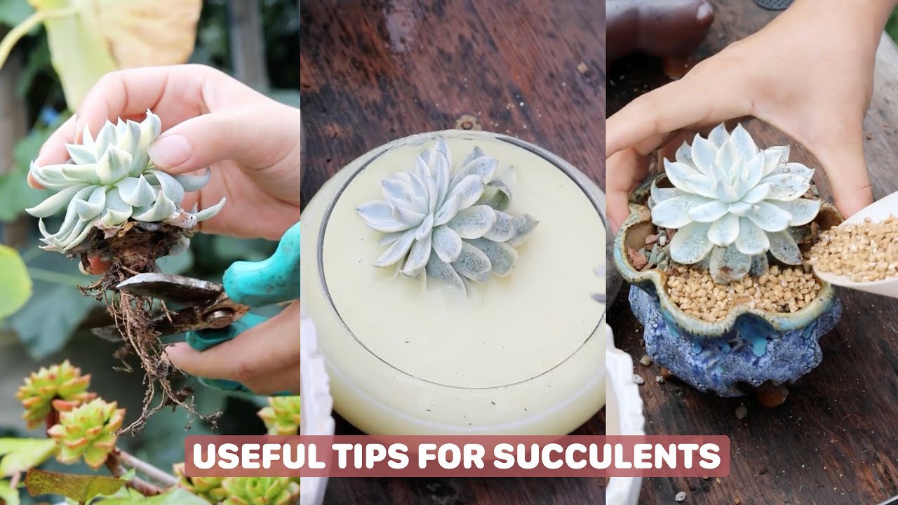 Discover The 5 Minute Trick To Keep Your Succulents Alive 다육이 多肉植物