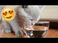 Cute Kitten Drinking Water | British Longhair Kitten | 30 Minutes