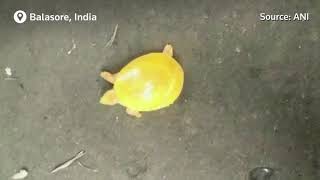 Rare yellow turtle rescued in India