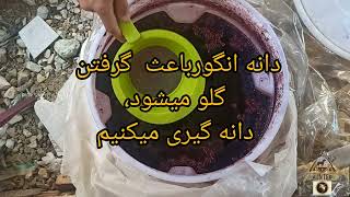 مرحله اخرشراب از هم زدن تا صافی،به ساده ترین وزیباترین شکل#شراب انگوره سیاه کوهی دیم#شراب سازی 40روز