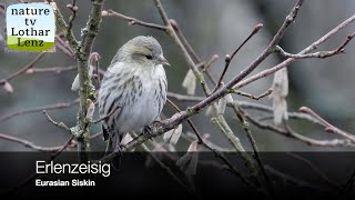 Erlenzeisig vor der Kamera. Eurasian Siskin observation.