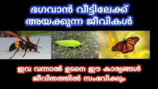 ഭഗവാൻ വീട്ടിലേക്ക് അയക്കുന്ന ജീവികൾ ഇവ വരുന്നത് വെറുതെ അല്ല