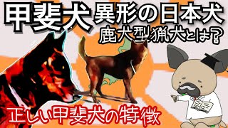 甲斐犬2〜異形の鹿犬型狩猟犬とは？〜甲斐犬の特徴