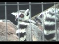 ワオキツネザル（旭山動物園） ring tailed lemur