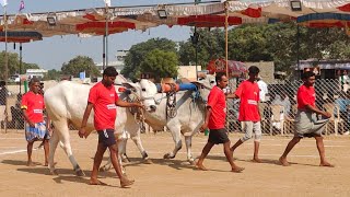 2025-రెంటచింతల.2పళ్ళు 11వ జత.పెరుమాళ్ళ సంజయ్య కుమార్ గారు గడిగరేవుల గ్రామం నంద్యాల జిల్లా