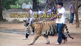 ชมเสือ วัดป่าหลวงตาบัว ญาณสัมปันโน ตอนที่ 1