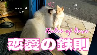 外猫シンバくんとバーマン猫ミカ【恋愛の鉄則】Rules of love（バーマン猫）Birman/Cat