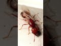 Watch How My Fire Ant Colony Grows