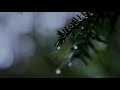 asmr 토토로 오르골과 빗소리 my neighbor totoro ambience u0026 rain sounds