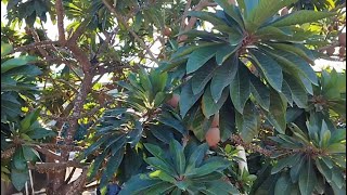 Zapote criollo en un campo de San Pedro de Macoris