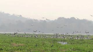 นกปากห่าง : Open-billed stork, Asian openbil