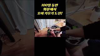 100일 동안 화분에서 오이 키우는 방법