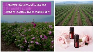 세상에서 가장 귀한 오일 🌷도테라 로즈🌷 재배과정, 특성, 활용 및 효과, 아로마적 특성