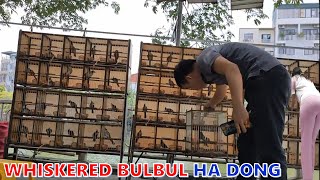 WELCOME | Red Whiskered Bulbul is spoiled for choice at Yen Phuc Bird Market in Ha Dong