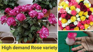 10 गुलाब की खूबसूरत किस्मो को जरूर लगाना । 10 High demand Rose variety