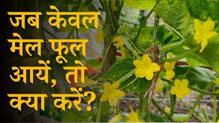 जब पौधों में केवल मेल फूल आयें, तो क्या करें? What To Do When Only Male Flowers Arrive In Plants?