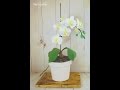 Orchid Cake Tutorial