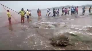 Stingray Fish the कोळीवाडा नवगाव-अलिबाग