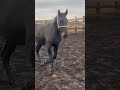 horse ПРОДАЮ ОЧЕНЬ МОЩНЫЙ ЖЕРЕБЧИК ВОЗРАСТ 1 год и 4 месяца Рост 1.56