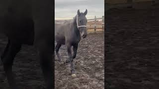 #horse ПРОДАЮ ОЧЕНЬ МОЩНЫЙ ЖЕРЕБЧИК ВОЗРАСТ 1 год и 4 месяца Рост 1.56