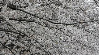 満開の桜とエナガの鳴き声