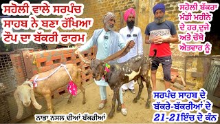 ਸਹੋਲੀ ਵਾਲੇ ਸਰਪੰਚ ਸਾਹਬ ਨੇ ਬਣਾ ਰੱਖਿਆ ਟੌਪ ਦਾ ਫਾਰਮ ||Raju Dirba ||Sohali Mandi ||Goats Beetal #goats