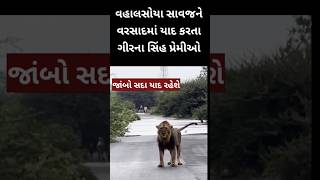 આ સિંહ કદી નહી ભુલાય//Jambo Lion of Gir unforgettable #girnationalpark