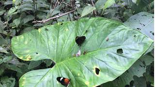 ウニファスキアータジャノメPronophila unifasciata ワイルドスマコ 2018/10/28 WildSumaco Napo, Butterfly of Ecuador