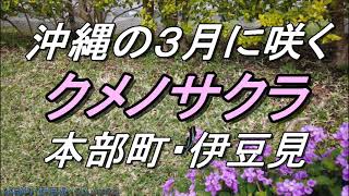 【沖縄の花】沖縄旅行・本部町「伊豆味」クメノサクラ・久米島から来た新しい桜のご紹介・